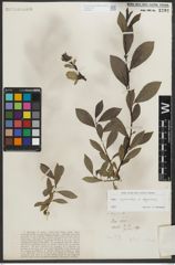 Foto von Salix myrsinites L. x Salix nigricans Sm.